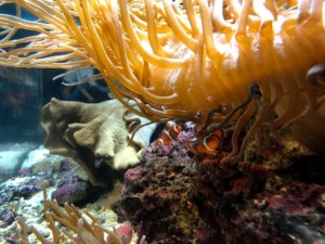 しながわ水族館カクレクマノミ
