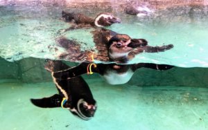 しながわ水族館泳ぐペンギン